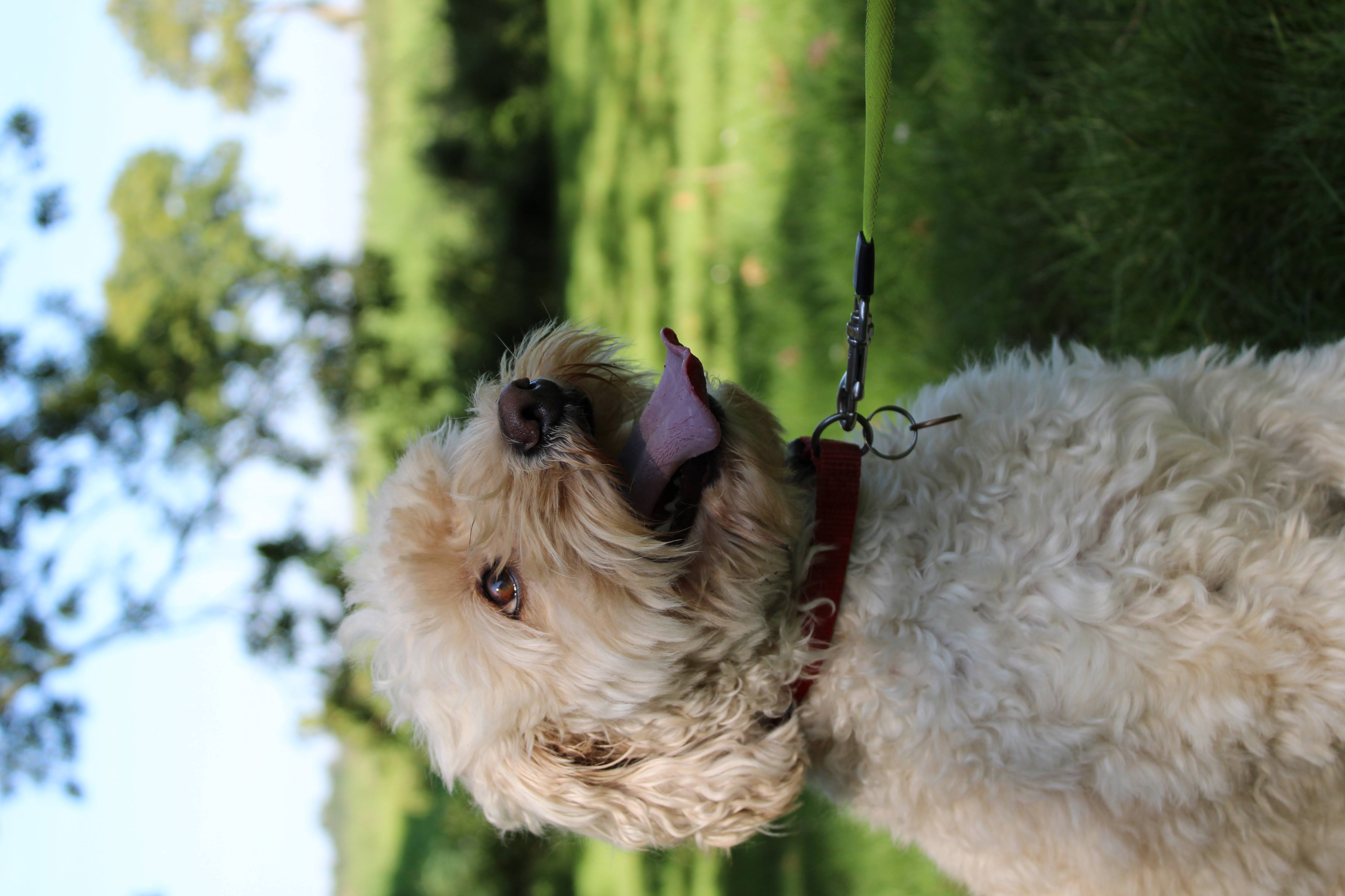 Hond foto 1